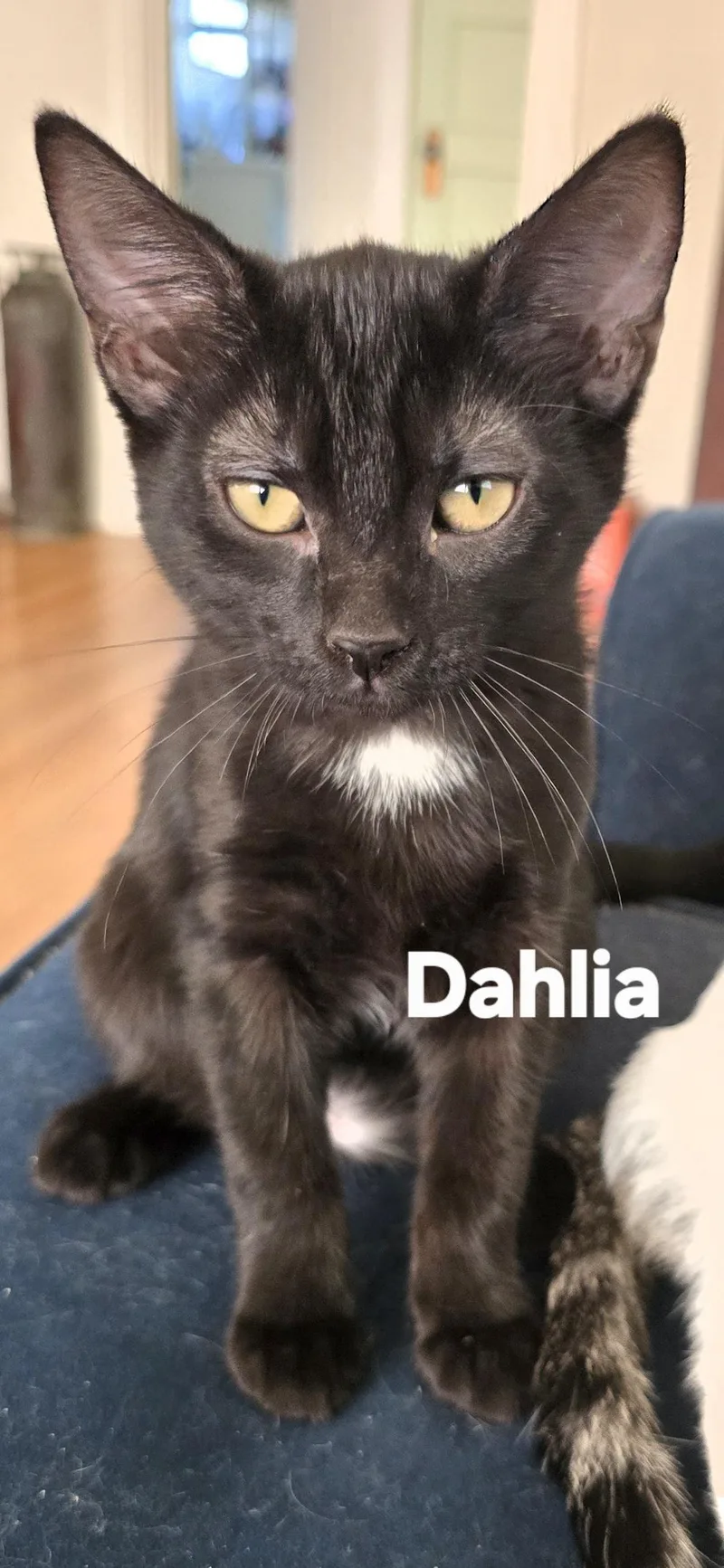 A baby medium-sized female Black Domestic Short Hair cat named Dahlia for adoption in Vacaville, CA