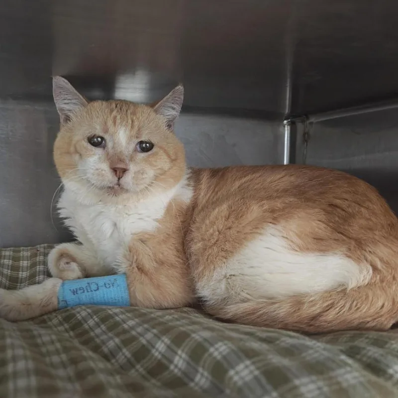 A senior medium-sized male Orange / Red Domestic Short Hair cat named Chowder for adoption in Bentonville, AR