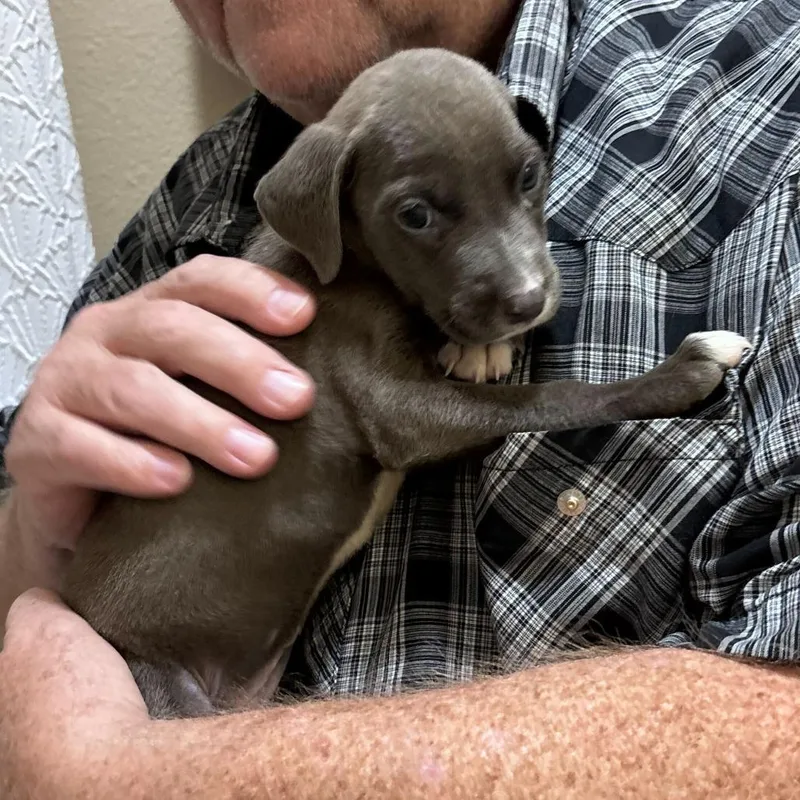 A baby small-sized male Gray / Blue / Silver Mixed Breed dog named Steel for adoption in Webster, TX