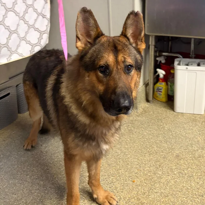 An adult large-sized male Yellow / Tan / Blond / Fawn German Shepherd Dog dog named IVHSStray for adoption in San Gabriel, CA