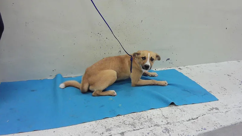 A young small-sized male Labrador Retriever dog named Raiden for adoption in Houston, TX
