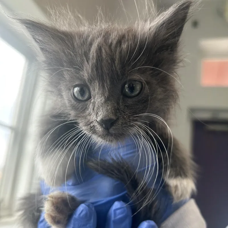 A baby small-sized male Gray / Blue / Silver Domestic Long Hair cat named Sinclair for adoption in Park City, UT