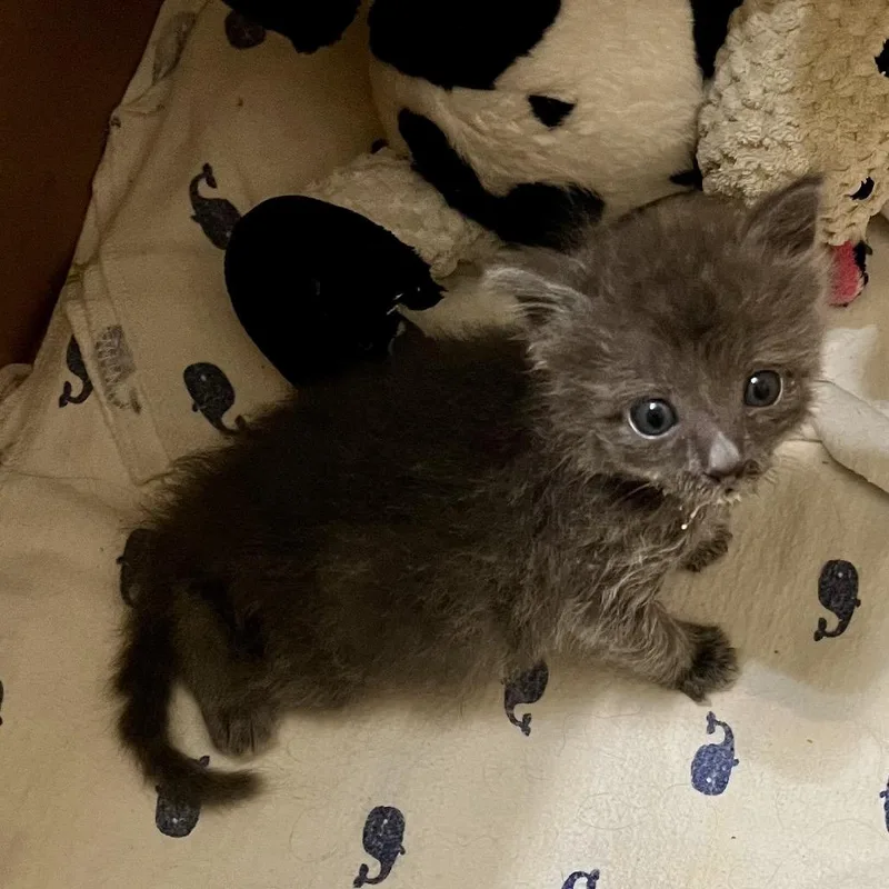 A baby small-sized female Gray / Blue / Silver Domestic Short Hair cat named Stormy for adoption in Baytown, TX