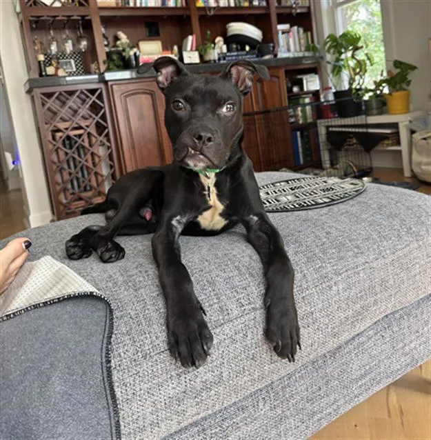 A baby small-sized male Pit Bull Terrier dog named Sir Frog for adoption in Denver, CO