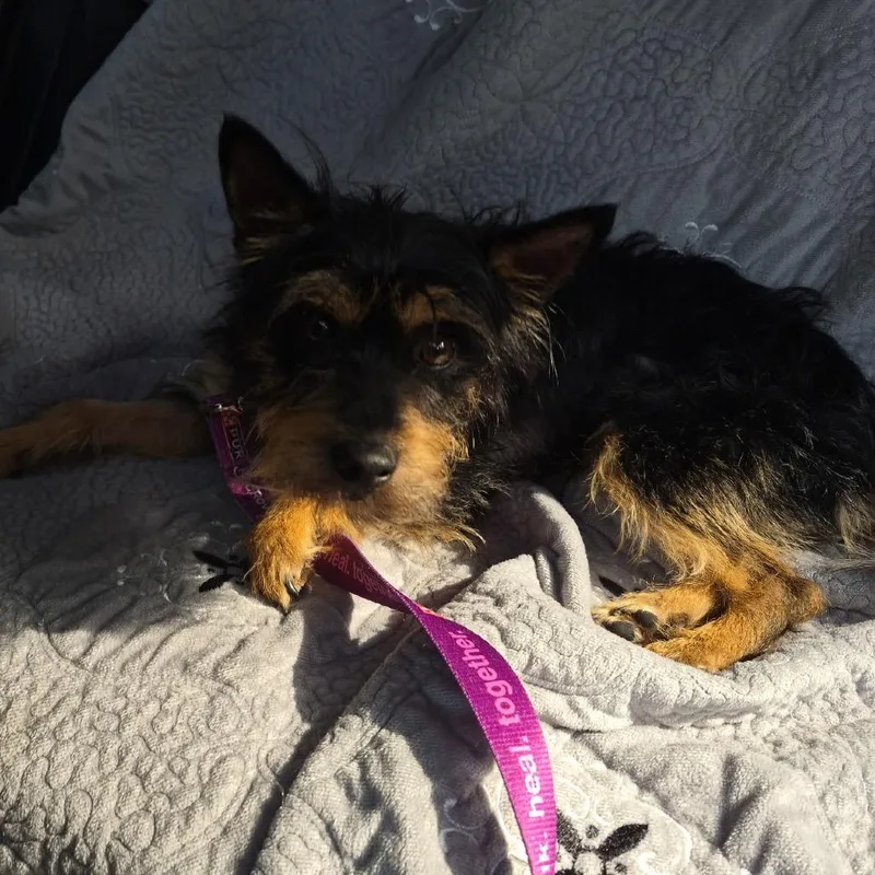 An adult small-sized male Black Schnauzer dog named Surjo for adoption in Rockville, MD
