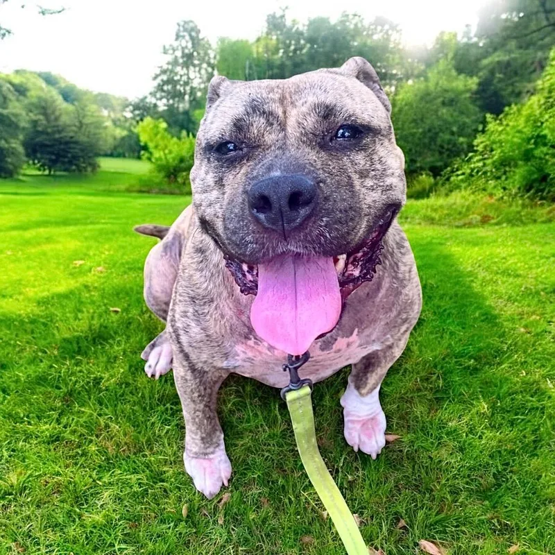 Rosiefully Sponsored Fee! thumbnail 2