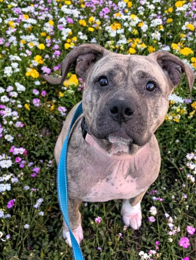 Rosiefully Sponsored Fee! thumbnail 3