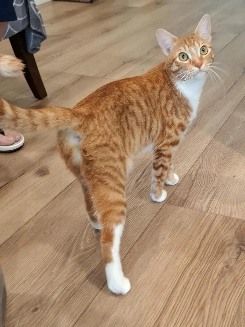 A baby small-sized female Orange / Red Domestic Short Hair cat named :::ginger::: for adoption in Yorba Linda, CA