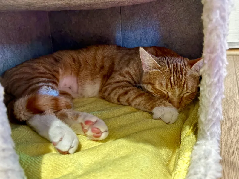 :::ginger::: thumbnail 4