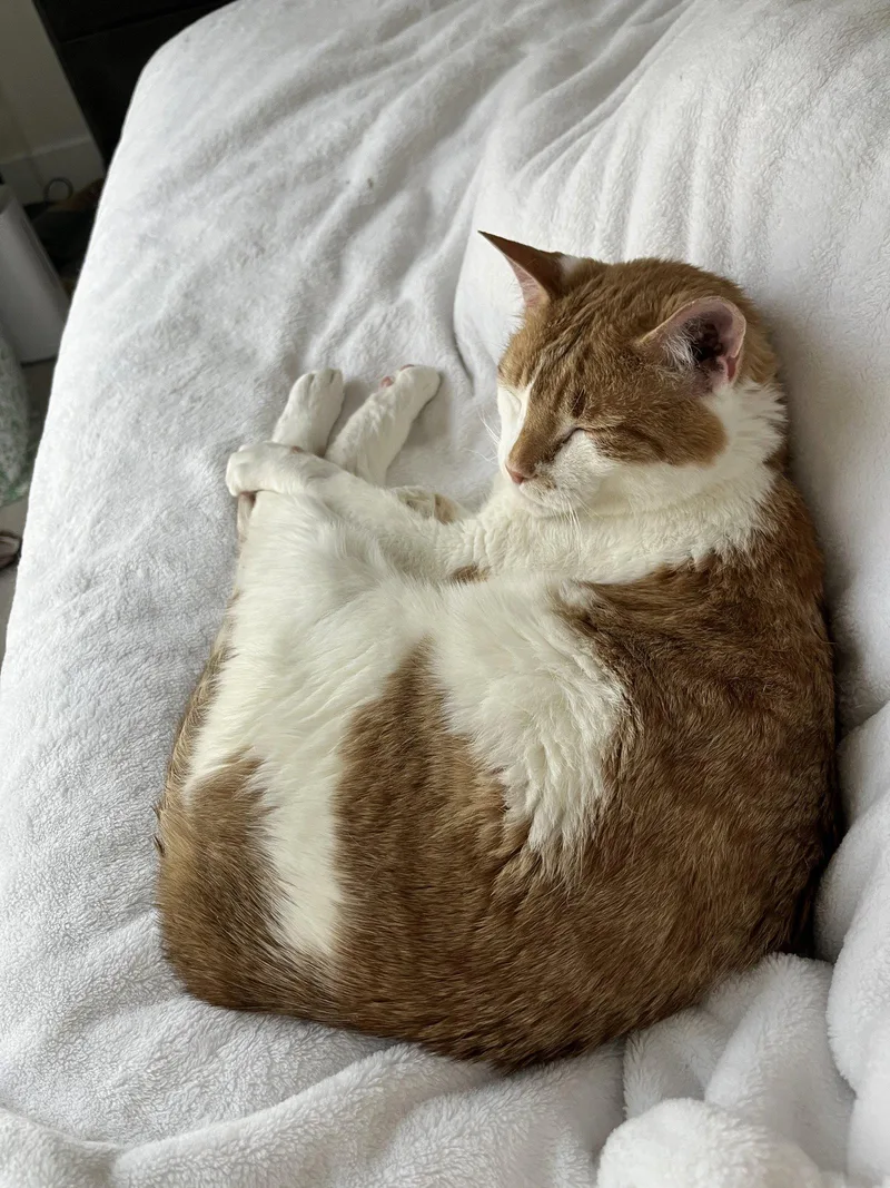 A senior medium-sized male Orange & White Domestic Short Hair cat named Fitz Declawed for adoption in Herndon, VA