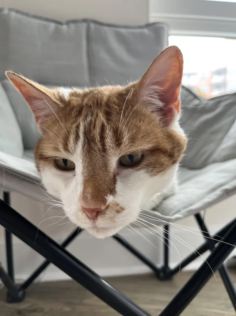 Fitz Declawed thumbnail 3