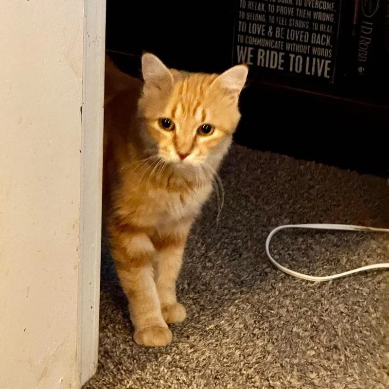 Marmalade Canary