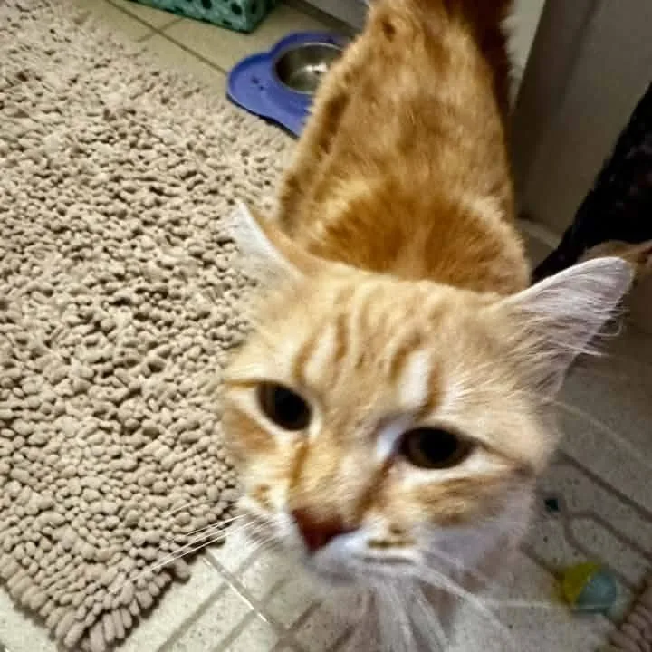 Marmalade Canary thumbnail 2