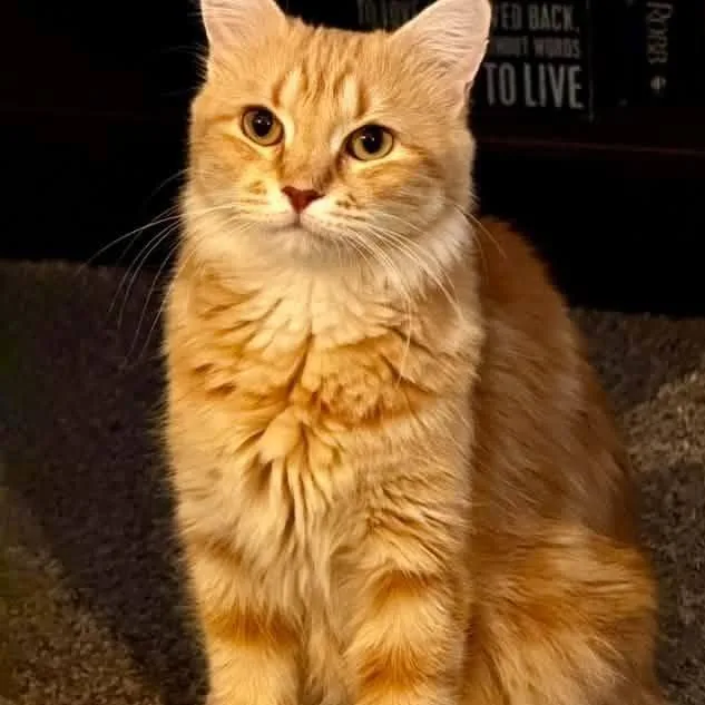 Marmalade Canary thumbnail 3