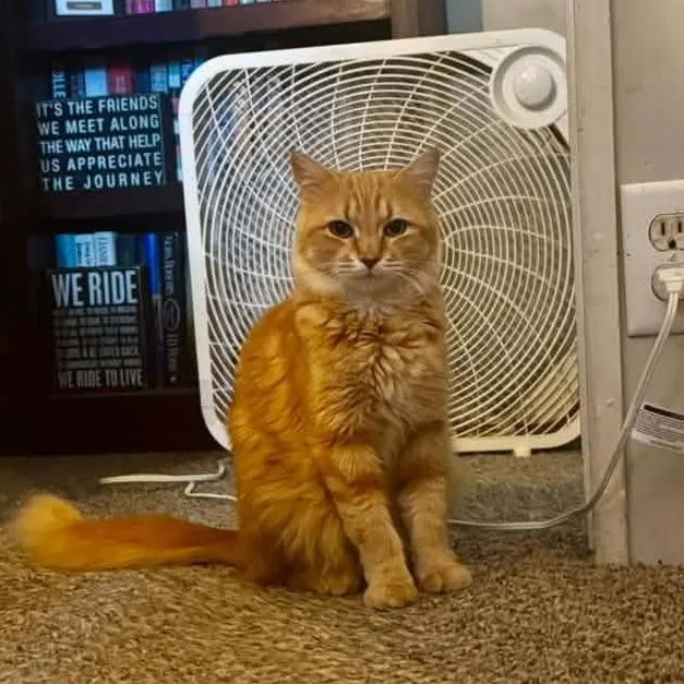 Marmalade Canary thumbnail 4