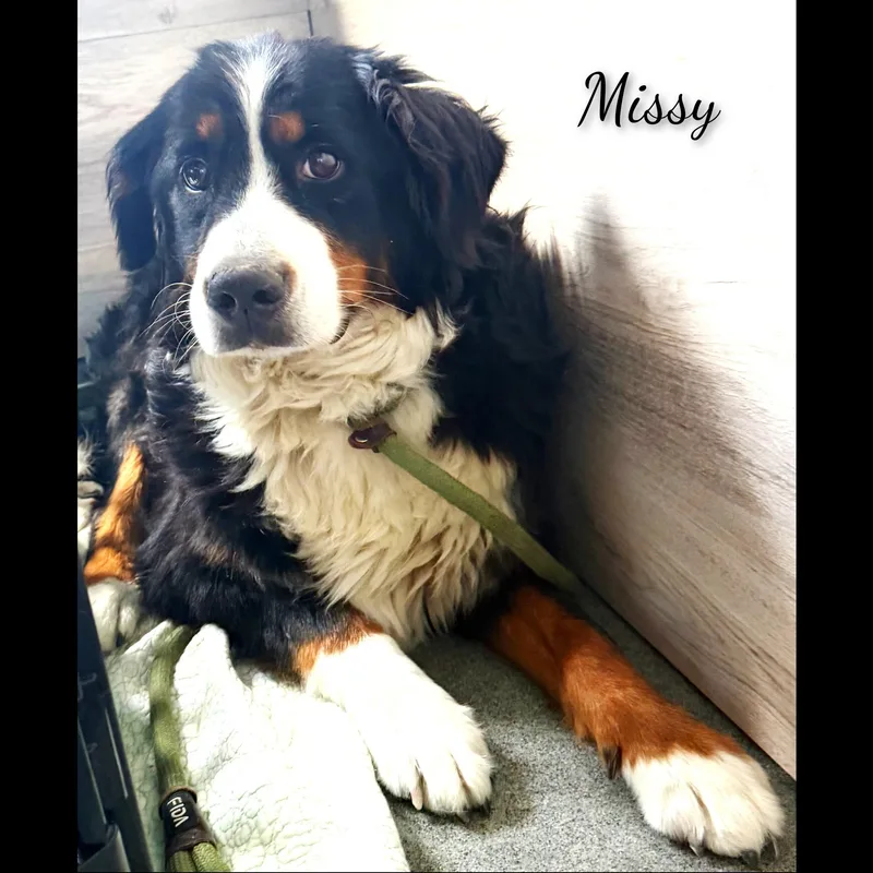 Missy thumbnail 5