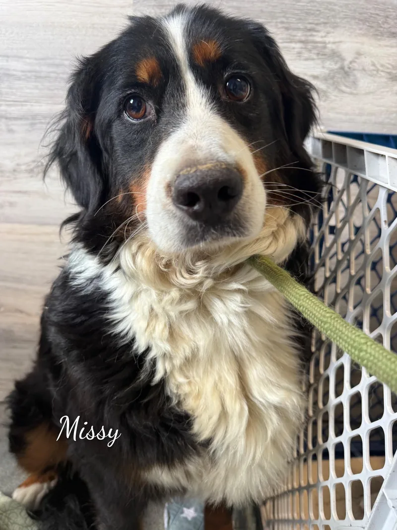 Missy thumbnail 6