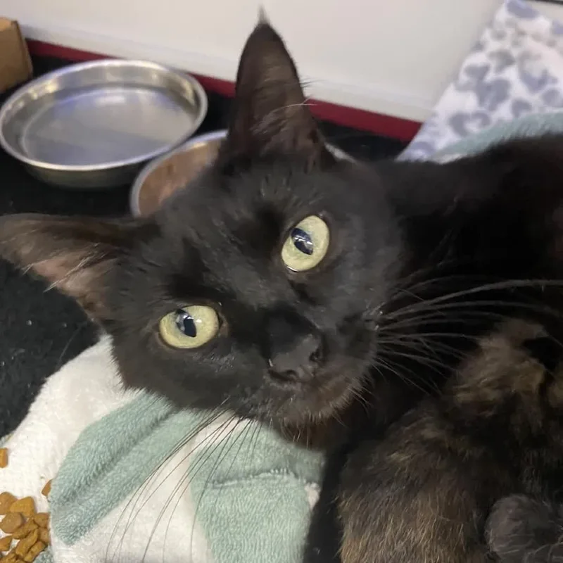 A young medium-sized female Black Domestic Short Hair cat named Felicia for adoption in Norfolk, NE