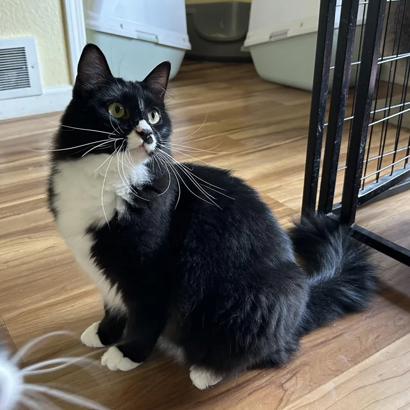 A baby medium-sized male Domestic Long Hair cat named Sierpinski for adoption in Springfield, OR