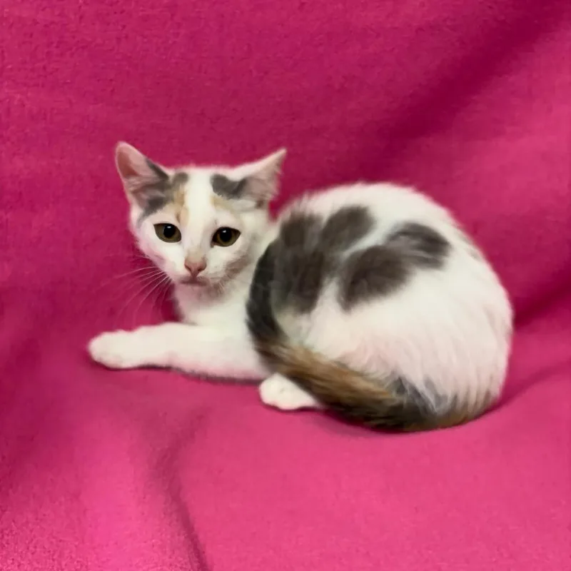 A baby small-sized female White Domestic Short Hair cat named Banana for adoption in Buffalo, MN