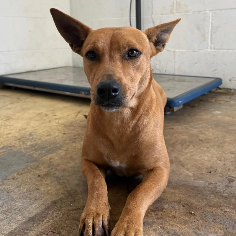 An adult medium-sized female Brown / Chocolate Mixed Breed dog named Miss Hollywood for adoption in Volcano, HI