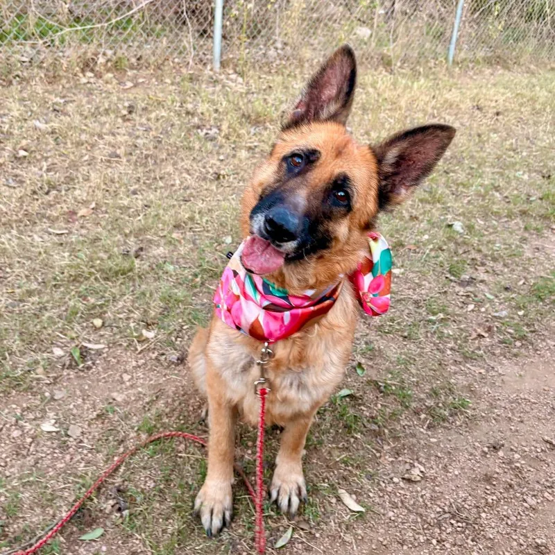 Greta Van Fleet thumbnail 2