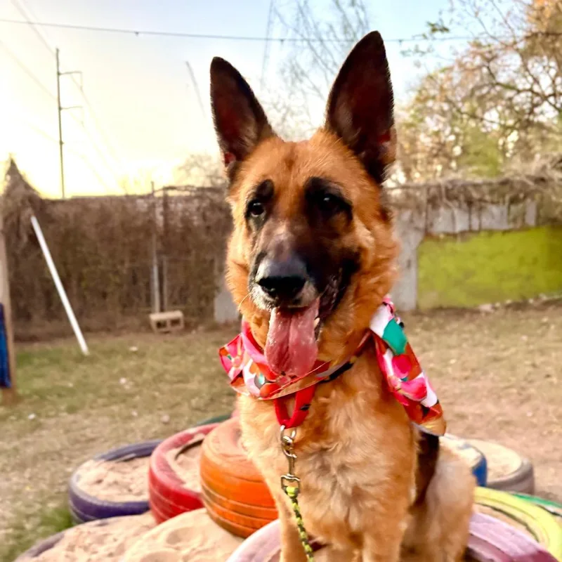 Greta Van Fleet thumbnail 3