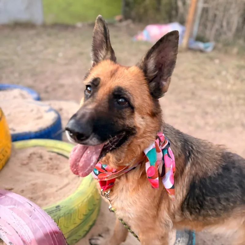 Greta Van Fleet thumbnail 4