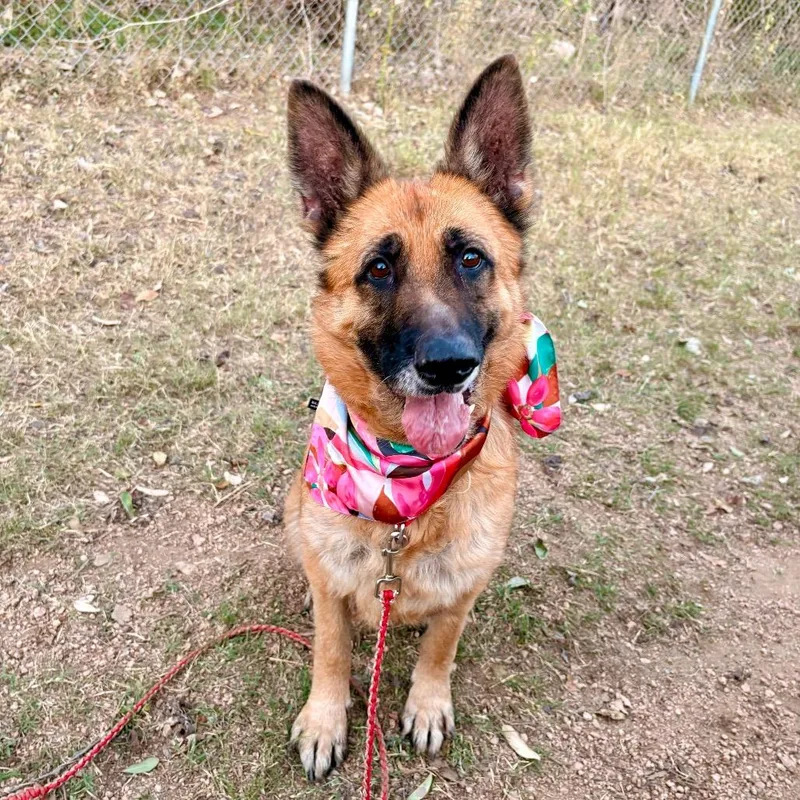 Greta Van Fleet thumbnail 5