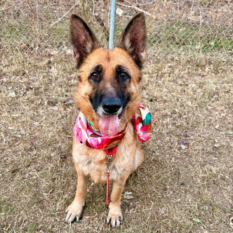 Greta Van Fleet thumbnail 6