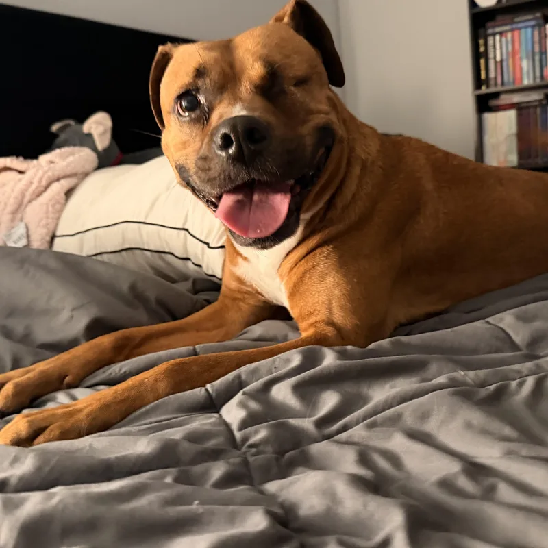 An adult medium-sized female Golden American Staffordshire Terrier dog named Leeah for adoption in Olympia, WA