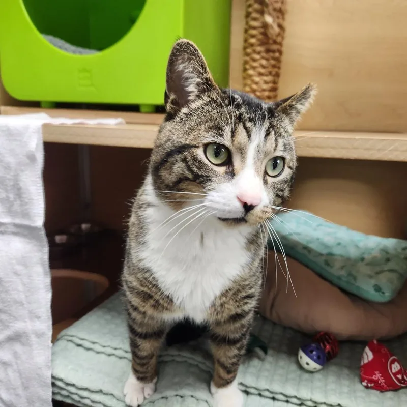 An adult large-sized male Brown / Chocolate Domestic Short Hair cat named Toe for adoption in Brookfield, WI