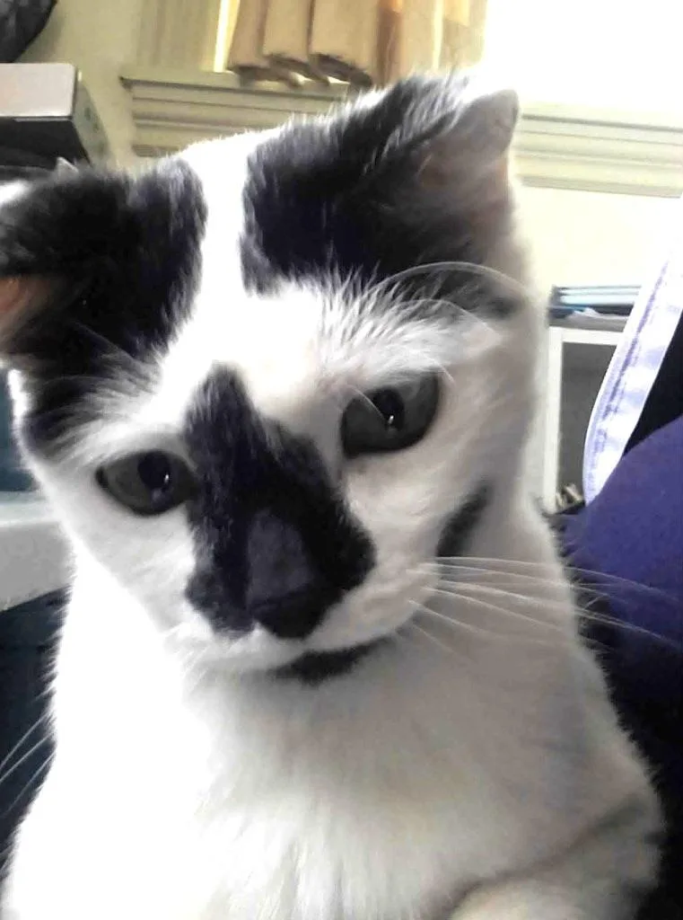 A senior small-sized female Domestic Short Hair cat named Artemis for adoption in Ogden, UT