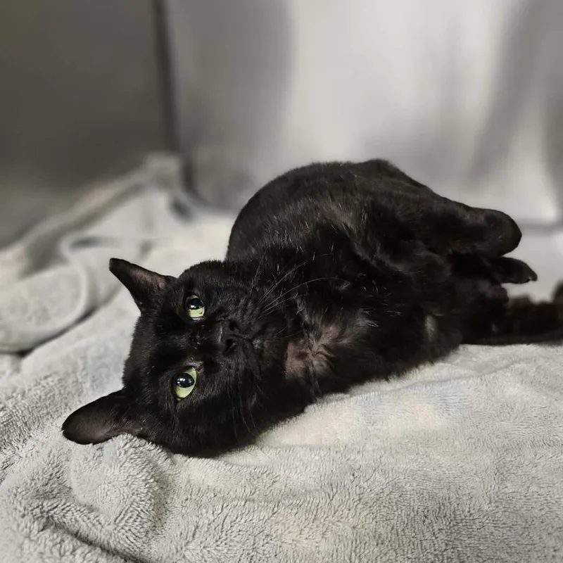 An adult medium-sized male Black Domestic Short Hair cat named Swirl for adoption in Martinsville, VA