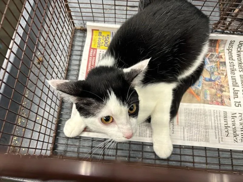 An adult large-sized female Domestic Short Hair cat named Marinara for adoption in Chatsworth, CA