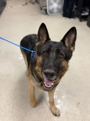 An adult medium-sized female German Shepherd Dog dog named Queenie for adoption in Riverside, CA
