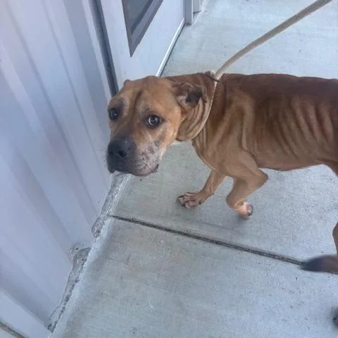 An adult medium-sized male Terrier dog named Dodge for adoption in Mooresville, NC