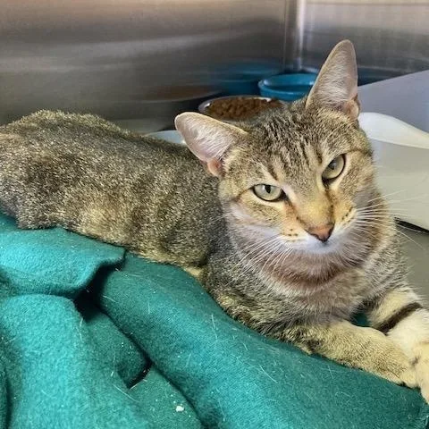 A young medium-sized female Tabby (Tiger Striped) Domestic Short Hair cat named Seven for adoption in Kankakee, IL