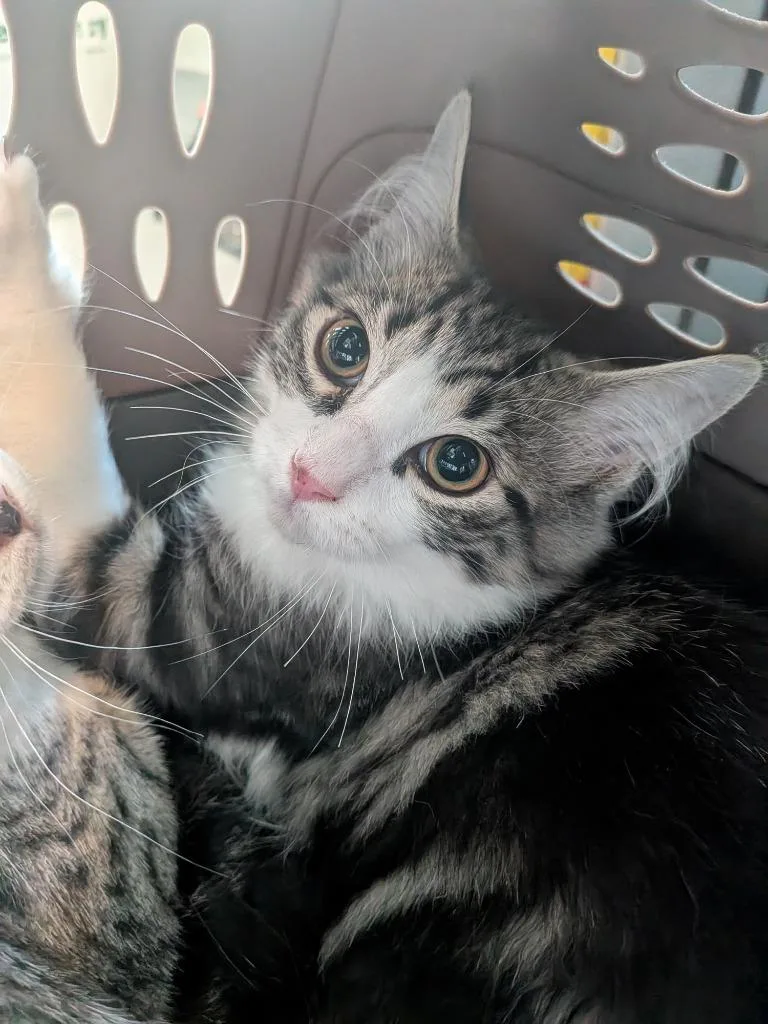 Logan