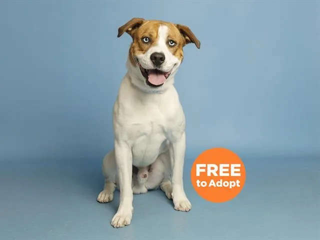 A young large-sized male Pit Bull Terrier dog named Sinatra for adoption in Phoenix, AZ