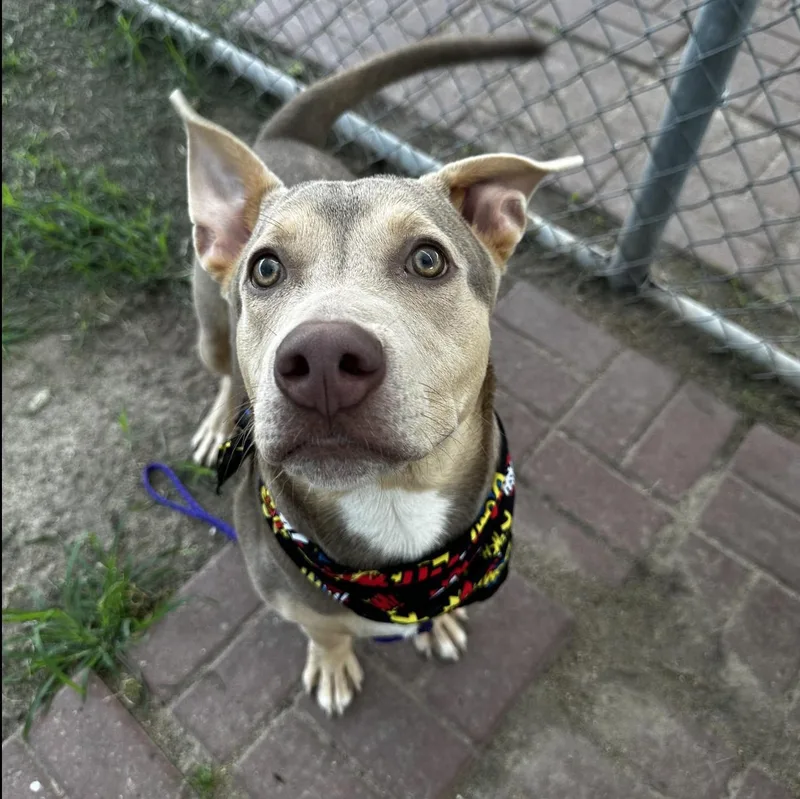 Hercules thumbnail 4