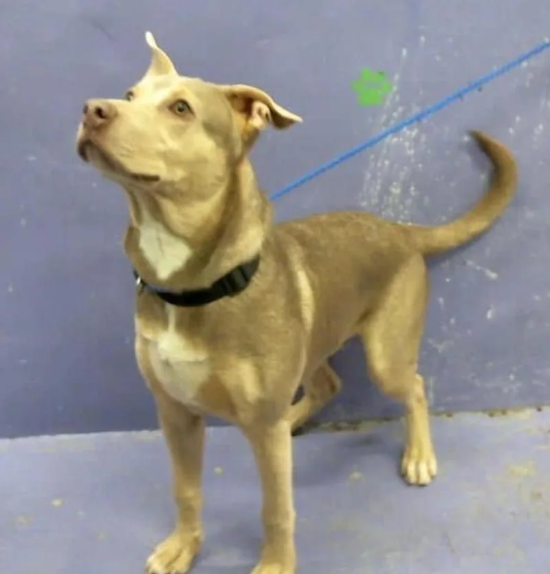 Hercules thumbnail 5