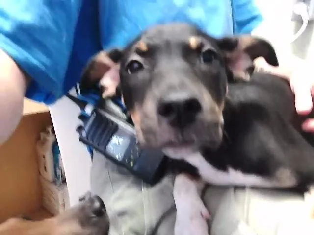 A baby small-sized female Rottweiler dog named Scrappy Doo for adoption in Tulsa, OK