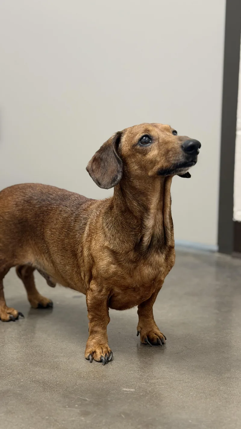 An adult small-sized male Red / Chestnut / Orange Miniature Dachshund dog named Sprout Coming Soon for adoption in Nashville, TN
