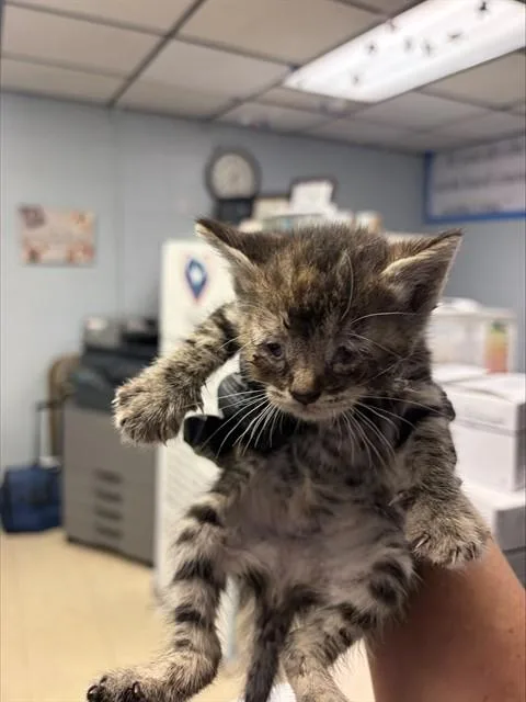 A baby small-sized female Domestic Short Hair cat named Green Collar for adoption in Stockton, CA