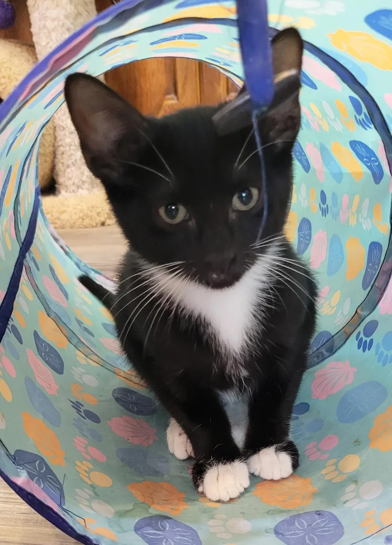 A baby medium-sized female Black & White / Tuxedo Domestic Short Hair cat named Hopper for adoption in Centerville, UT