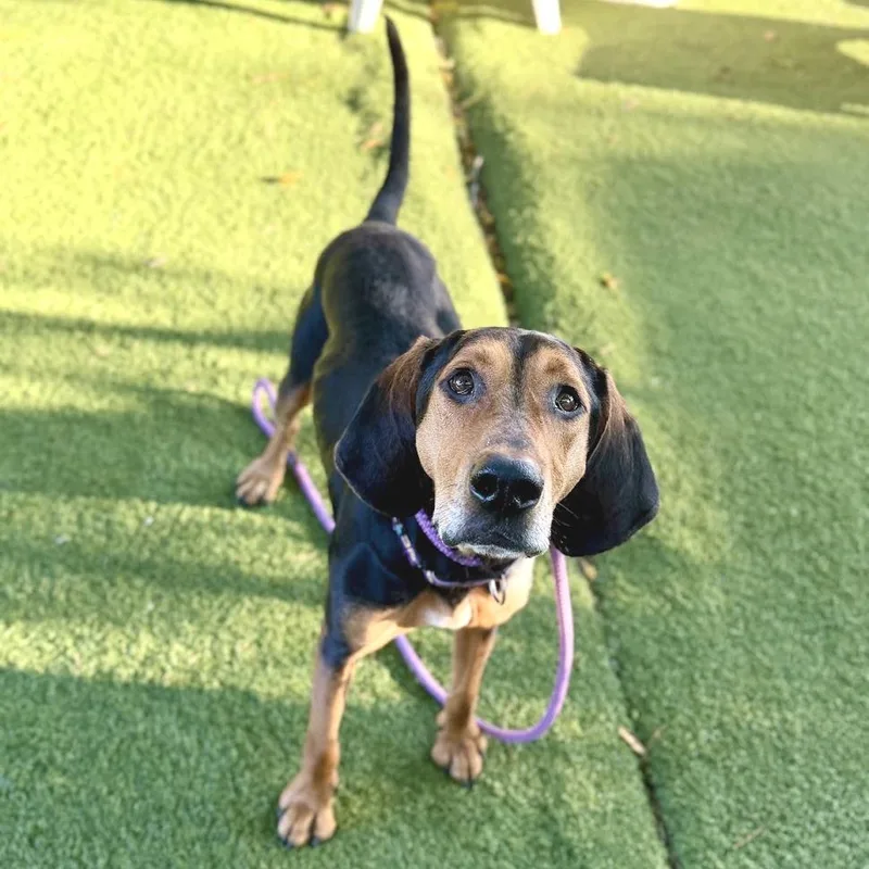 An adult large-sized male Black and Tan Coonhound dog named Derek for adoption in La Grange, KY