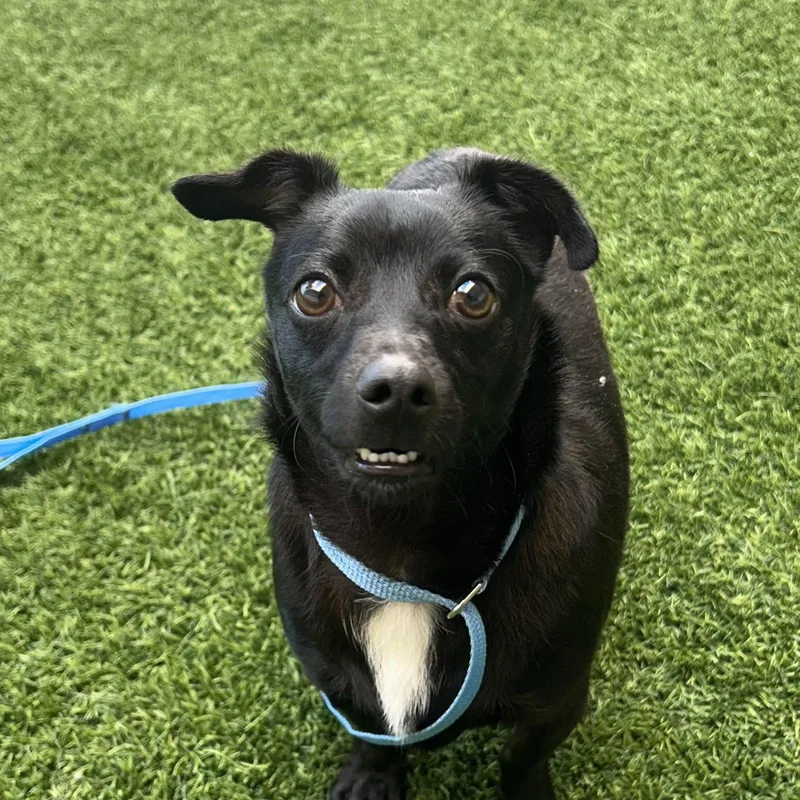 An adult small-sized male Chihuahua dog named Surfer for adoption in Burlingame, CA