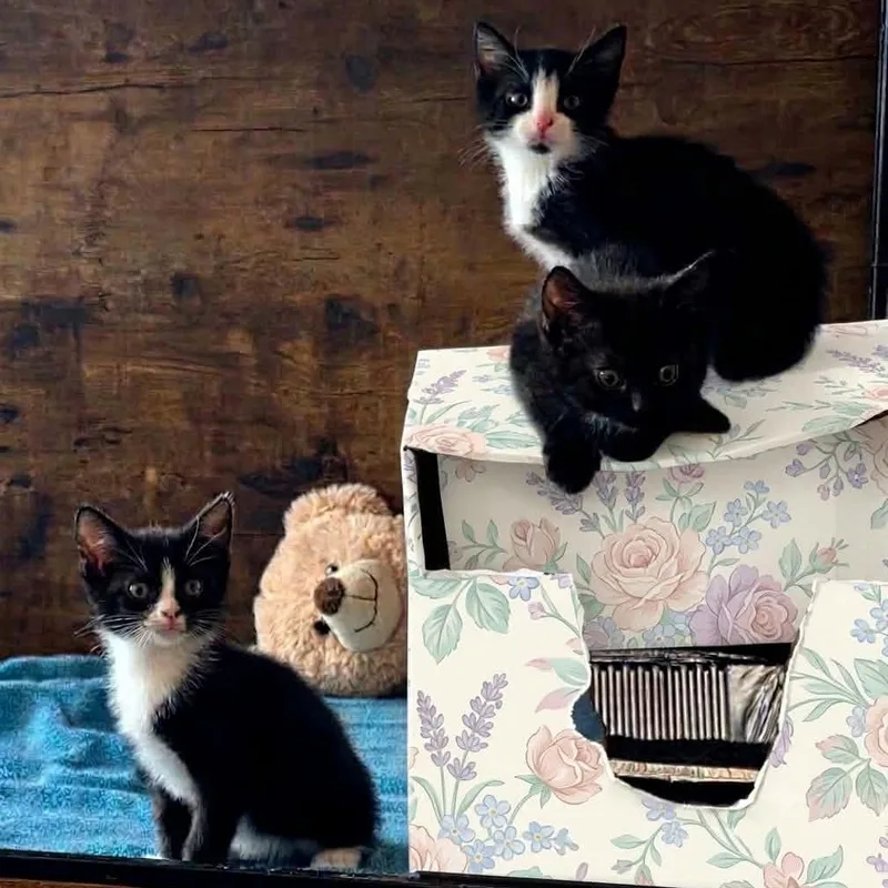 A baby small-sized female Black Domestic Short Hair cat named Coco Bean for adoption in Harrisonburg, VA