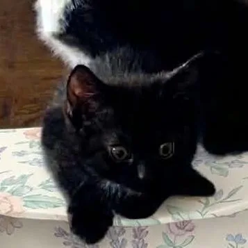 Coco Bean thumbnail 2